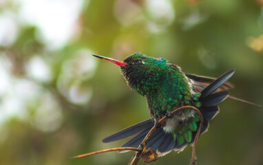 colibrí esmeralda