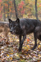 Obraz premium Black-Phase Grey Wolf (Canis lupus) Steps Forward Second in Background Autumn