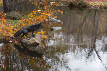 Fototapeta premium Silver Fox (Vulpes vulpes) Steps Up on Rock Looking Over Water Autumn