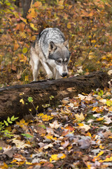 Grey Wolf (Canis lupus) Steps Over Log Autumn