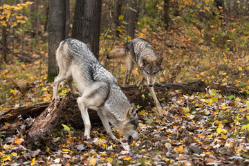 Grey Wolf (Canis lupus) Hops Over Log to Investigate Autumn