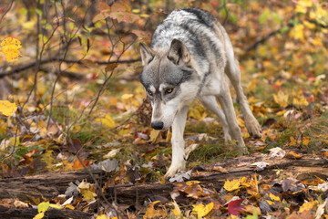 Grey Wolf (Canis lupus) Trots Around Bush Autumn