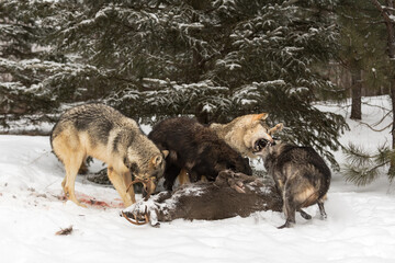 Wolf (Canis lupus) Pack Feeds While One Snaps at Another Winter