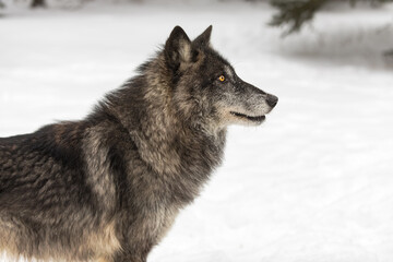 Black-Phase Wolf (Canis lupus) Looks Up to the Right Winter