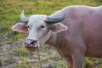 A white buffalo in a rice field. Thailand