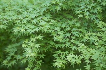 京都　青紅葉　東福寺