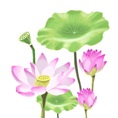 부처님 오신날 연꽃 일러스트 
