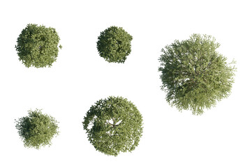 3d Plant Trees Fagus sylvatica Top view Cutout PNG - obrazy, fototapety, plakaty