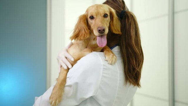 Back view of female vet in lab coat holding cocker spaniel in hands. Doctor pets the dog. Front view of dog. The pet looks in camera, tongue hanging out. High quality 4k footage