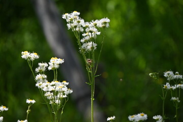 Philadelphia fleabane flowers. Asteraceae perennial plants native to North America. Blooms April to June. White or pink ligulate flowers and yellow tubular flowers.