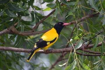 yellow billed bird
