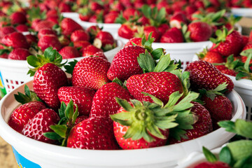 Strawberries for sale at farmer's market