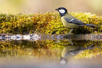 Colorful great tit ( Parus major ) drinking water on forest puddle, photographed in horizontal, summer time