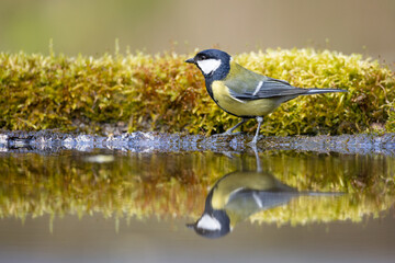 Colorful great tit ( Parus major ) drinking water on forest puddle, photographed in horizontal, summer time