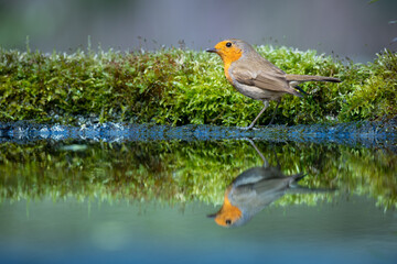 Bird Robin Erithacus rubecula, small bird in forest puddle, spring time in Poland Europe
