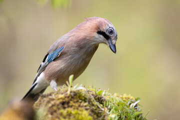 Bird Eurasian Jay Garrulus glandarius sitting on the forest pound Poland, Europe