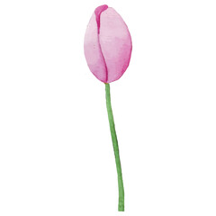 Tulips Flower Clip art Element Transparent Background