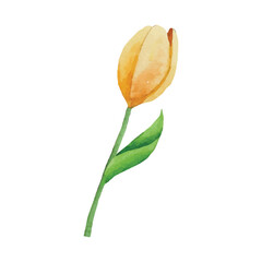 Tulips Flower Clip art Element Transparent Background
