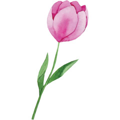 Tulips Flower Clip art Element Transparent Background