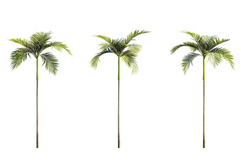 3d Plant Palm Areca Catechu Cutout PNG