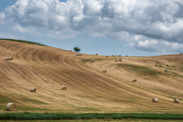 Fototapeta na wymiar Rolls of haystacks on the field. summer farm scenery with haystack on the background - agriculture concept, Tuscany landscape, italy