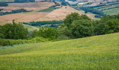 Fototapeta na wymiar Landscape of Tuscany, hills,meadows and vineyards, central Italy - Europe - rural landscape of Italy
