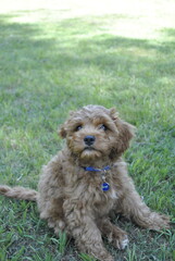 Cavoodle puppy sitting on grass