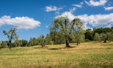 Fototapeta na wymiar Olive trees at Tuscany in central Italy, Siena province, Europe