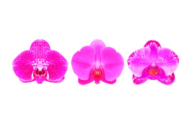 orchid collection species isolated on white background with clipping path