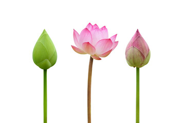 lotus buds and blooming lotus isolated on white background