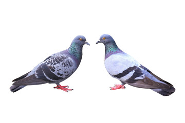 Full body of pigeon or gray dove isolated white background