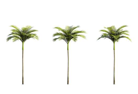 3d Plant Areca Catechu Palm Cutout PNG