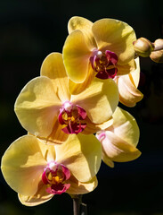 Yellow orchids on black background