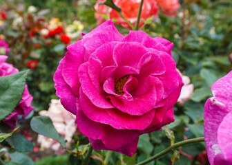 pink rose in garden