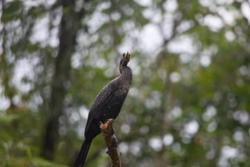 bird in lake 