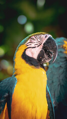 blue and yellow macaw © surendlr