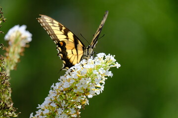 Close up of butterfly on a flower 