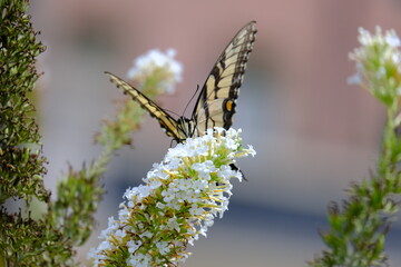 butterfly on a flower 2