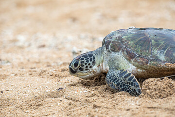 Hawksbill sea turtle going back into the water coming from the beach after laying eggs. 