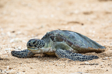 Obraz premium Hawksbill sea turtle going back into the water coming from the beach after laying eggs. 