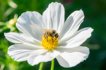 Obraz premium bee on flower