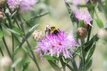 bee on a flower