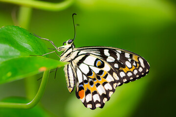 butterfly on leaf