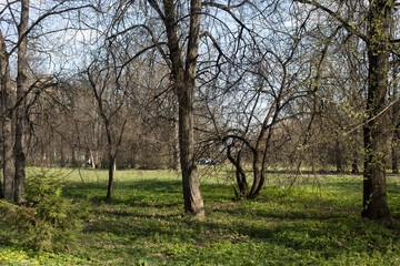 Trees in park. Plants in summer. Green Grove.