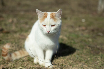 Naklejka na ściany i meble White cat on street. Pet in nature. Cute cat.