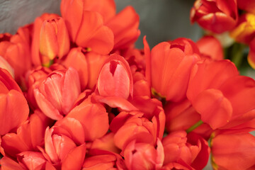 Tulips are red. Beautiful bouquet. Flowers on monument.