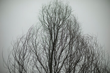 Fototapeta na wymiar Tree in park against gray sky. Branches of tree. Plant without leaves.