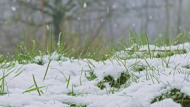 Close-up of the green grass during the snowfall