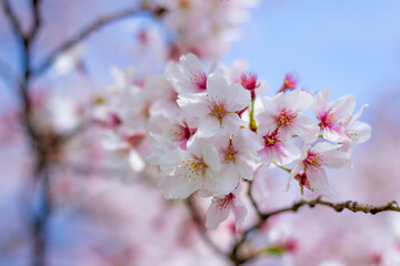 Fototapeta premium Kanagawa