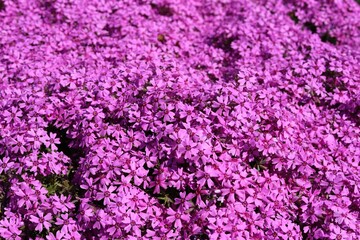 Fototapeta premium Pink phlox subulata flowers bloom in the garden. Creeping, Samson phlox.
